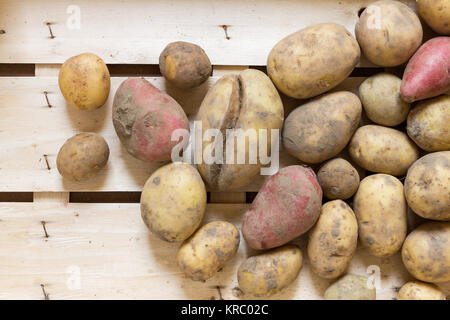 Frische organische Kartoffeln in einem hölzernen Kasten Stockfoto