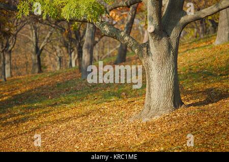 Herbst Baum im park Stockfoto