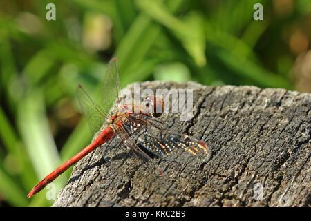 Gemeinsame darter (Sympetrum striolatum) auf hölzerne Stange Stockfoto