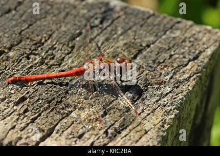 Gemeinsame darter (Sympetrum striolatum) auf hölzerne Stange Stockfoto