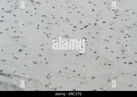 Küste Strand Detail zeigt viele der Wattwurm Pfähle in den sand Stockfoto