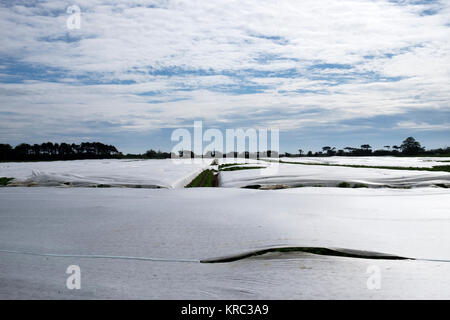 Kartoffel-Anbau unter Vlies Stockfoto