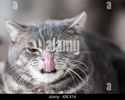 Katze Tier Haustier britische Katze lustig waschen Zunge heraus hängen Stockfoto