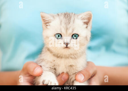 Menschliche Hände halten wenig britischen inländischen silber tabby cat Stockfoto