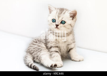 Katze Tier Haustier wenig britischen inländischen silber tabby Katze mit blauen Augen Stockfoto