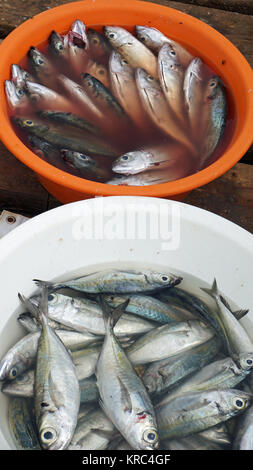 Frischer Fisch aus Kap Verden Stockfoto