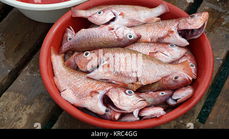 Frischer Fisch aus Kap Verden Stockfoto