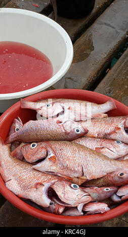 Frischer Fisch aus Kap Verden Stockfoto