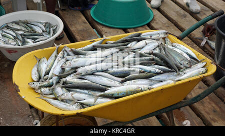 Frischer Fisch aus Kap Verden Stockfoto