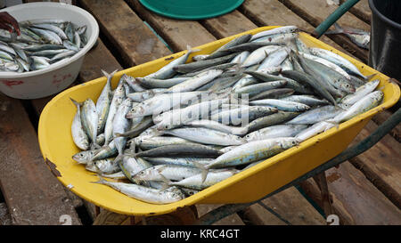 Frischer Fisch aus Kap Verden Stockfoto