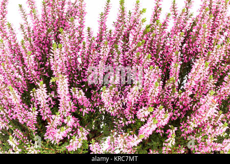 Blumen rosa Calluna vulgaris auf weißem Hintergrund Stockfoto