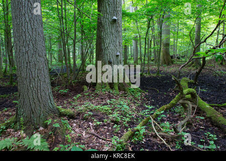 Alte Eiche gebrochen Niederlassung im Frühjahr Wald liegend Stockfoto