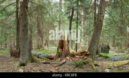 Frühling Feuchtgebiet stand von Bialowieza Waldes Stockfoto