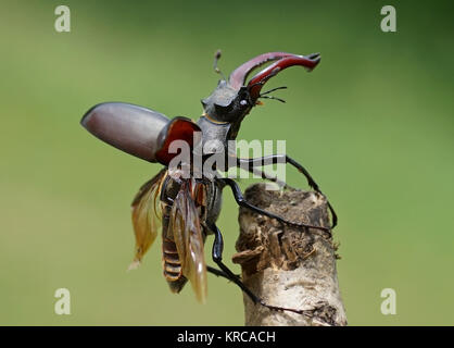 Â Hirschkäfer - [Lucanus cervus] Stockfoto