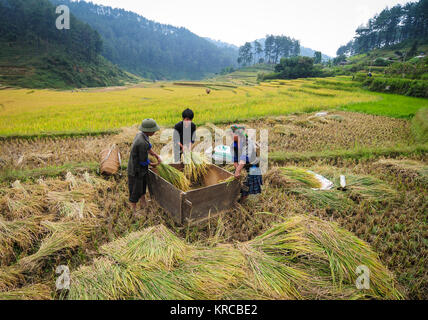 Ha Giang, Vietnam - May 19, 2013. Hmong die Bauern, die auf terrassierten Reisfeldern in Ha Giang, Vietnam. Viele Menschen in Ha Giang gehören zu einer von Vietnam Stockfoto