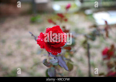 Rote Rose im Garten bei Regen fällt auf es Stockfoto