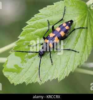 Vier Bändern longhorn Beetle, Leptura quadrifasciata, und ein grünes Gras bug, Calocoris affinis Stockfoto