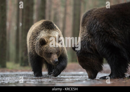 Braunbären/Braunbaeren (Ursus arctos), zwei zusammen und spielen an ein Eis Pfütze fallen, zu Fuß durch, erkunden das gefrorene Wasser, Europa. Stockfoto