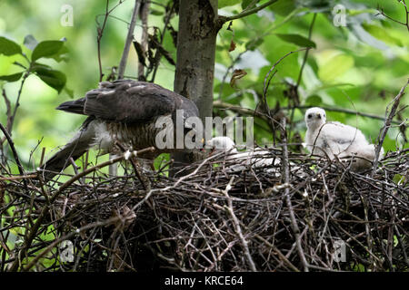 Sperber/Sperber (Accipiter nisus), erwachsene Frau auf sein Nest, Fütterung der Küken, Wildlife, Europa. Stockfoto