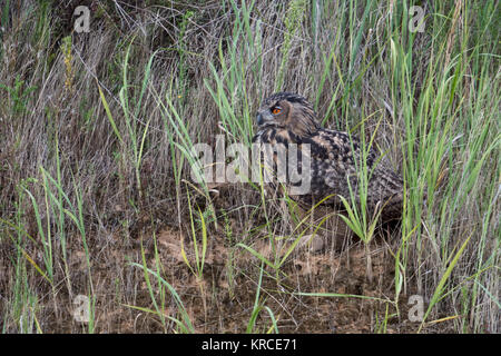 Uhu (Bubo bubo), jungen Vogel, Sitzen, versteckt im Gras, Steigung einer Kiesgrube, Beobachten, gut getarnt, Wildlife, Europa. Stockfoto