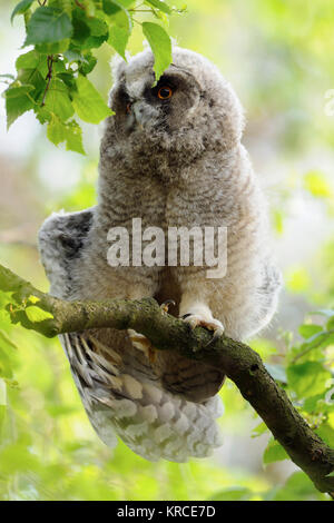 Waldohreule/Waldohreule (Asio otus), junges Küken, gerade flügge, in einem Baum gehockt, Erwachen, Stretching seinen Körper und Flügel, Wildlife, Europa. Stockfoto