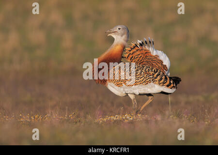 Großtrappe Stockfoto