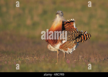 Großtrappe Stockfoto