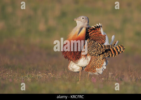 Großtrappe Stockfoto