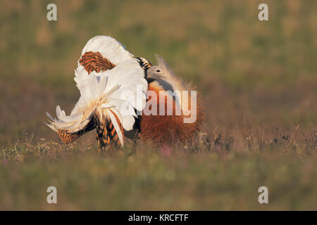 Großtrappe Stockfoto