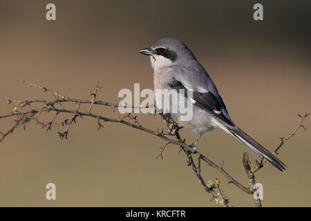 Südlichen graues Shrike Stockfoto