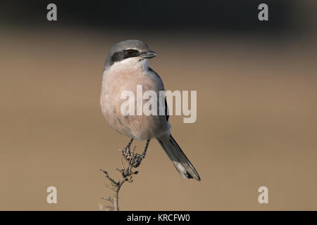 Südlichen graues Shrike Stockfoto