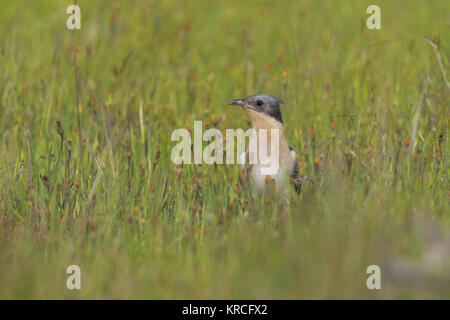 Große gefleckte Kuckuck Stockfoto