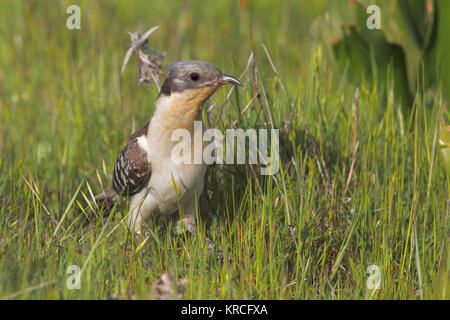 Große gefleckte Kuckuck Stockfoto