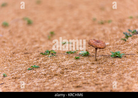 Nahaufnahme von einem unbekannten Pilz in der Wüste wächst. Stockfoto