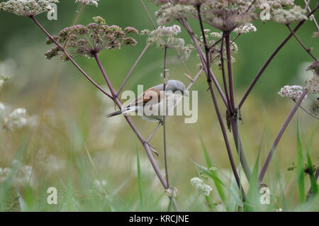 Neuntöter (Lanius collurio) Männchen im Saarland nahe Losheim im August. Stockfoto