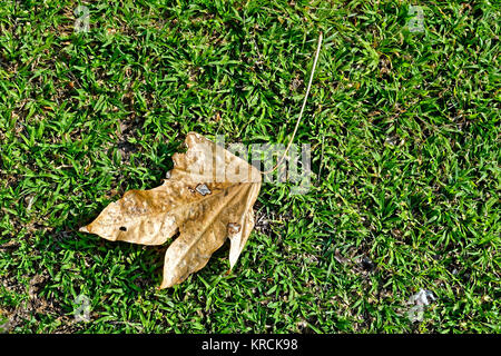 Trockene Blätter mit Flecken auf dem grünen Gras in der Sonne mit einem Schattenwurf durch Sonnenlicht an einem sonnigen Tag leuchtet Stockfoto