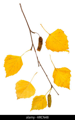 Zweig mit gelben Blätter im Herbst von Birke Stockfoto