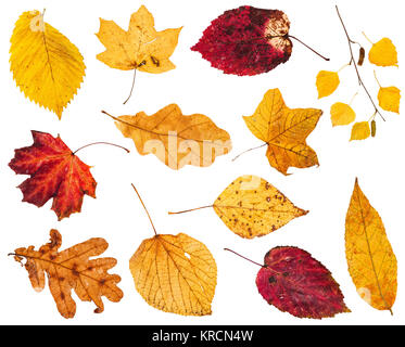 Collage aus verschiedenen gelbe und rote Blätter Stockfoto