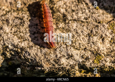 Red inchworm Kriechen auf einem großen Felsen Stockfoto