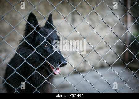 Unterschlupf für obdachlose Hunde - Hund hinter in einem Käfig wartet auf einen neuen Besitzer, ihn anzunehmen Stockfoto