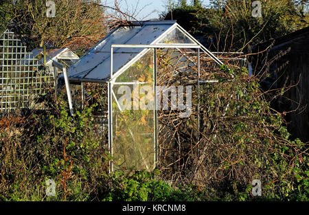 Überwucherte Gewächshaus in einem Schrebergarten, Norfolk, England Stockfoto