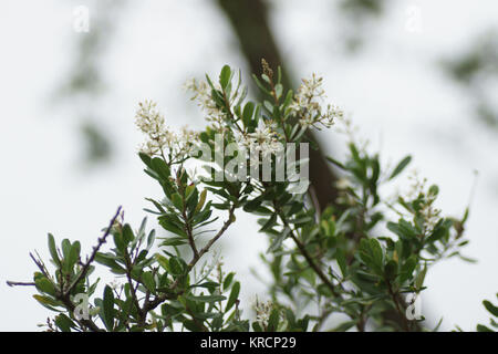 Australische Blackthorn (Bursaria spinosa) Stockfoto