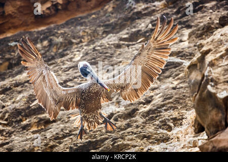 Braunpelikan (Pelecanus occidentalis) mit ausgestreckten Flügeln landet bei Pitt Point, San Cristobel Island, Galapagos, Ecuador, Südamerika Stockfoto