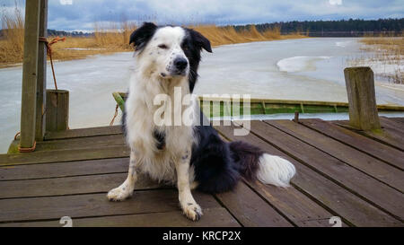 Ein Border Collie sitzen auf einem hölzernen Pier mit dem Gefrorenen Ostsee im Hintergrund. Stockfoto