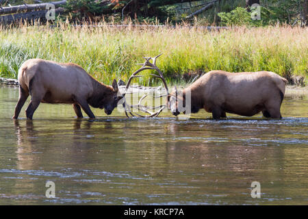 Kämpfende Wapiti Hirsche am Madison River. Kämpfen elk Stiere Madison am Fluss. Stockfoto