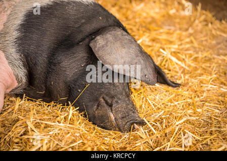 Deutsche Schwein, schlafen im Heu Stockfoto