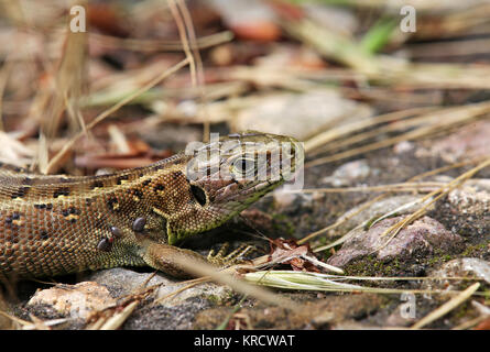 Zecken auf der Sandeidechse lacerta agilis Stockfoto