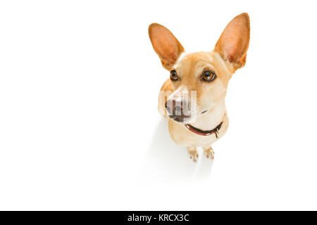 Neugierig podenco Hund suchen bis zu Eigentümer für ein Cookie behandeln, warten oder sitzenden Patienten zu spielen oder für einen Spaziergang, auf weißem Hintergrund gehen Stockfoto