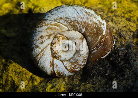 Eine alte Schneckenschale auf Felsen Stockfoto