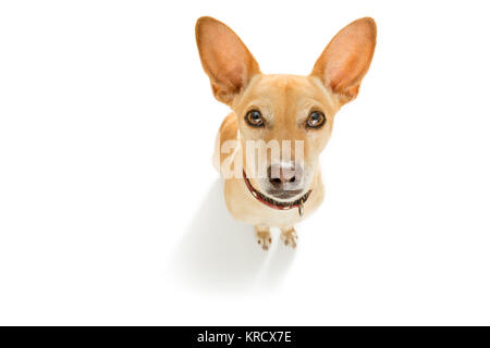 Neugierig podenco Hund suchen bis zu Eigentümer warten oder sitzenden Patienten zu spielen oder für einen Spaziergang, auf weißem Hintergrund gehen Stockfoto